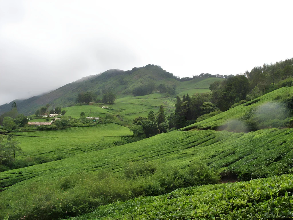 Munnar Tea Gardens